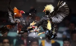 Bí Quyết Chơi Đá Gà Sabong VF555 Từ A Đến Z Chinh Phục Mọi Kèo Cược