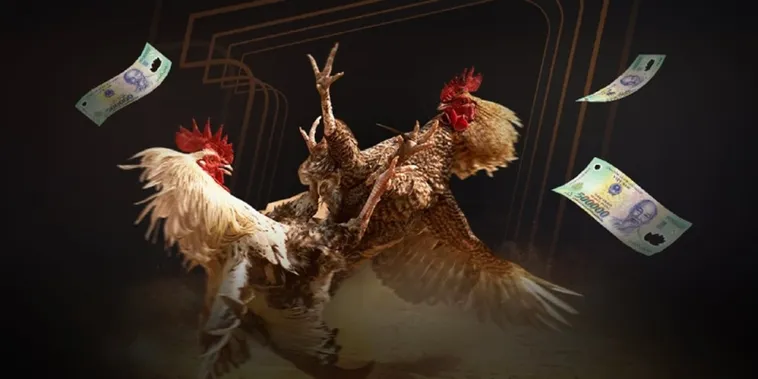 Tham Gia Đá Gà VF555 Trực Tiếp Thomo Kịch Tính Nhận Thưởng Lớn